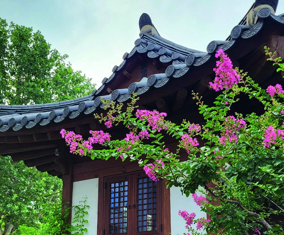 A traditional Korean hanok rooftop with pink flowers cascading over the eaves