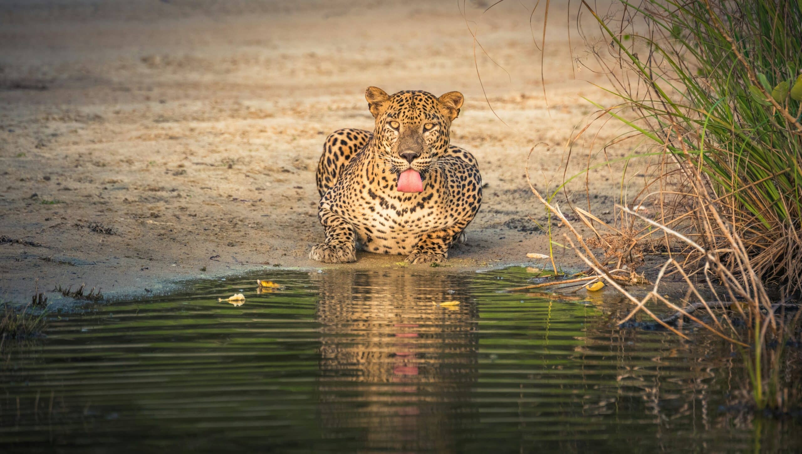 YALA NATIONAL PARK - On Safari 2