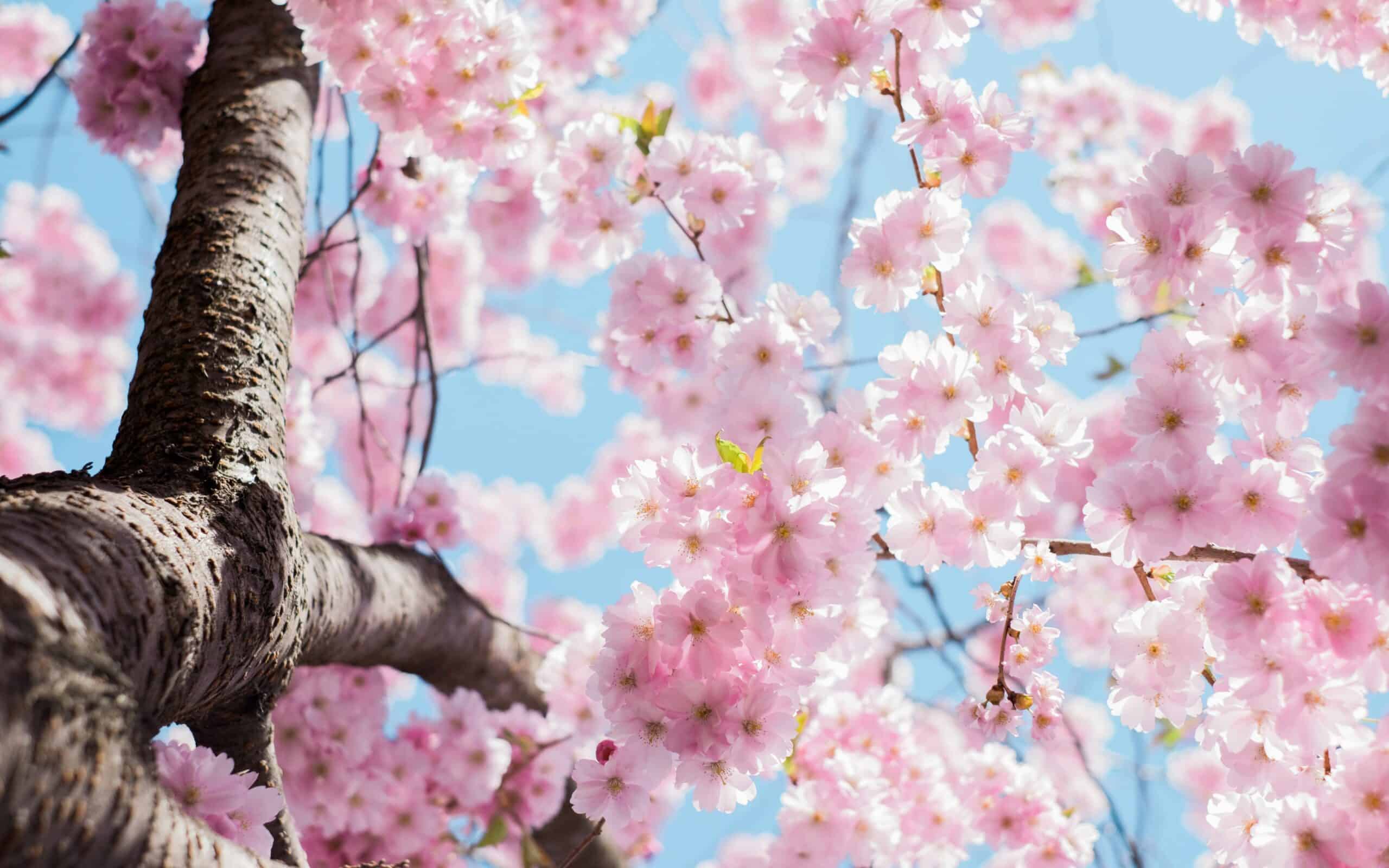 Spring’s Invitation to Embrace Imperfection