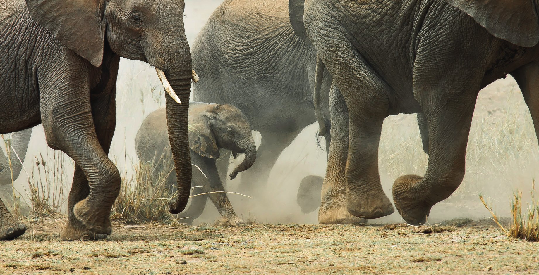 Focus Wildlife
